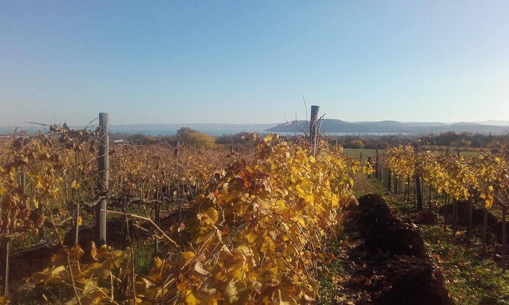 Koczor Winery & Guesthouse Балатонфюред Экстерьер фото